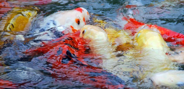 Peixes Koi Nadando Água — Fotografia de Stock