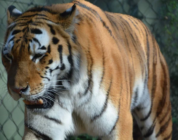 Tijger Dierentuin Kooi — Stockfoto