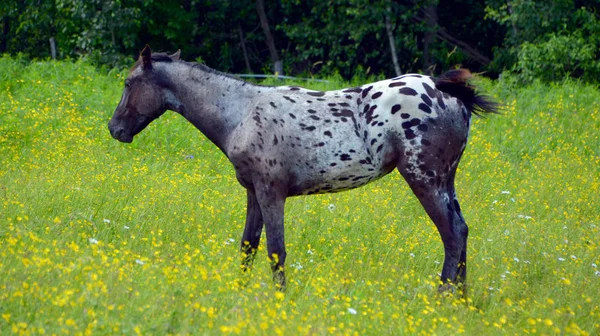 Młody Koń Polu Sezonie Wiosennym Granby Quebec — Zdjęcie stockowe