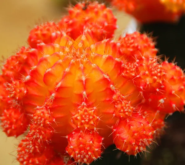 Close Red Dragon Flower — Stock Photo, Image