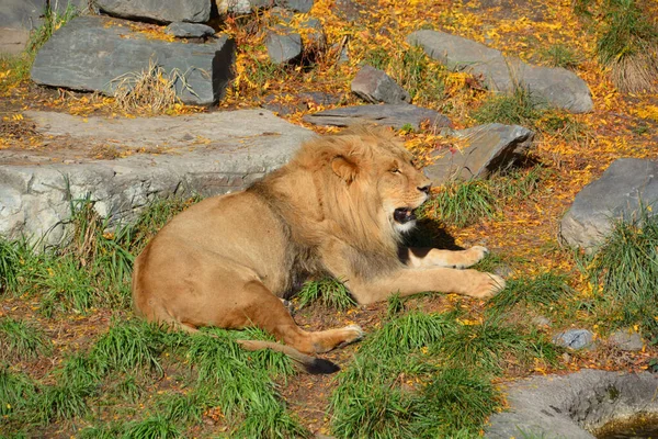 Leeuw Een Van Vier Grote Katten Van Het Geslacht Panthera — Stockfoto