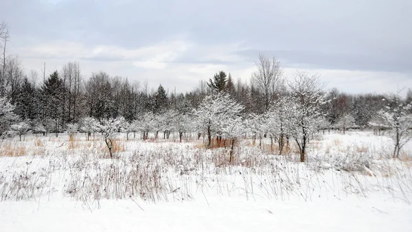 Pavlovsk Parkında Kış Pavlovsk Petersburg Rusya Ocak 2018 — Stok fotoğraf