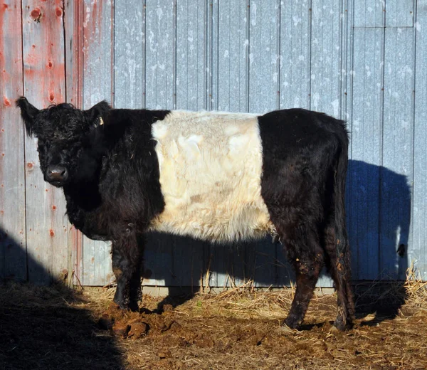 Belted Galloway Heritage Beef Breed Cattle Originating Galloway South West — Stock Photo, Image