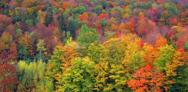 Осенний Пейзаж Провинции Квебек Канада — стоковое фото