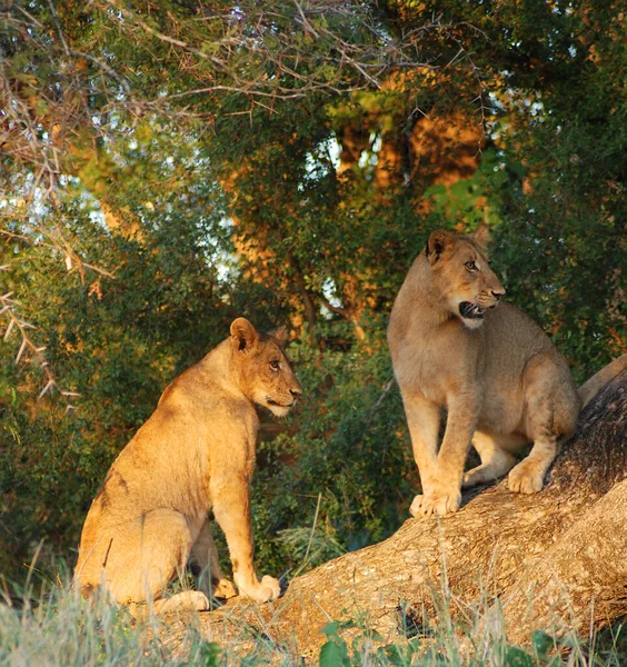 南アフリカのクルーガー公園 ライオンの子はパンテラ属の4匹の大きな猫のうちの1匹で フェレイデス科の一員です — ストック写真