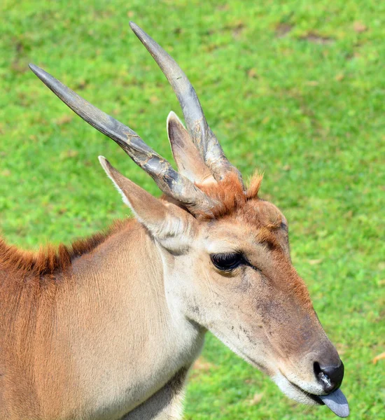 Common Eland Also Known Southern Eland Eland Antelope Savannah Plains Royalty Free Stock Photos