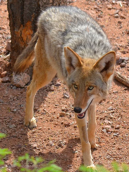 Coyote Also Known American Jackal Brush Wolf Prairie Wolf Species Royalty Free Stock Photos