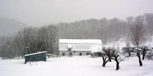 Winterlandschaft Mit Schneebedeckten Bäumen — Stockfoto