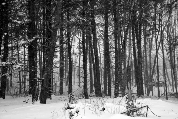Sosny Lasach Pokryte Śniegiem — Zdjęcie stockowe