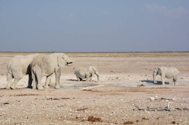 Beyaz çamura bulanmış bir fil görüntüsü (Etosha Ulusal Parkı) Namibya Afrika