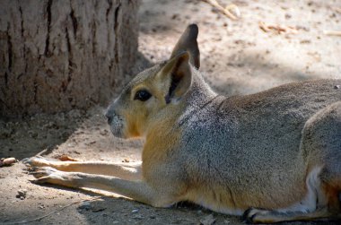 Hayvanat bahçesindeki vahşi hayvan