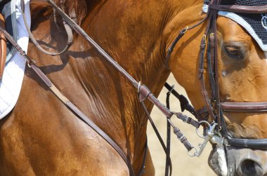 BROMONT-CANADA JULY 29: Unknown rider on a horse during 2011, INTERNATIONAL BROMONT on July 29, 2011 At the Equestrian 1976 Montreal Olympic Park.
