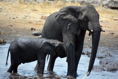 Kara çamura bulanmış bir fil görüntüsü (Etosha Ulusal Parkı) Namibya Afrika