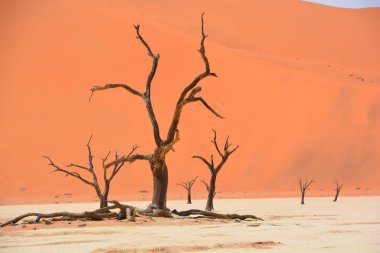 Deadvlei, Namibya 'daki Namib-Naukluft Parkı' nın içindeki Sossusvlei 'nin daha ünlü tuz tepsisi yakınlarında bulunan bir tavadır. Ayrıca Deadvlei ya da Dead Vlei olarak da bilinir, adı 