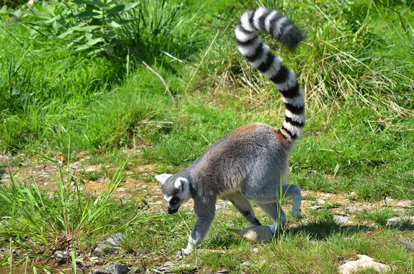 Macaco Lemur Grama — Fotografia de Stock
