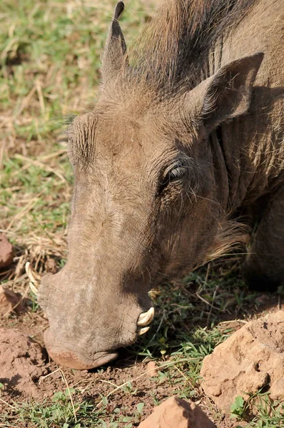 Een Grote Neushoorn Dierentuin — Stockfoto