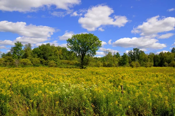 Summer Goldenrod Landscape Quebec Canada — Stock Photo, Image
