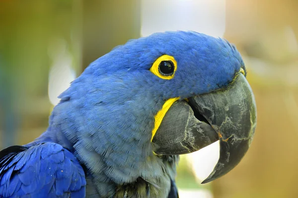 Hyacinth Macaw Anodorhynchus Hyacinthinus Hyacinthine Macaw Parrot Native Central Eastern — Stock Photo, Image