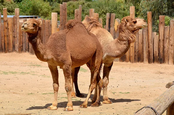 낙타는 Camelus 난할구이며 Humps 알려진 지니고 낙타에는 종류가 단봉낙타는 가지고 — 스톡 사진