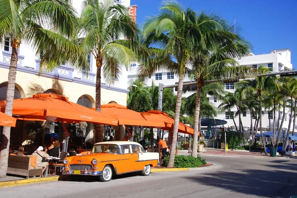 Palmeiras Cidade Miami Florida — Fotografia de Stock