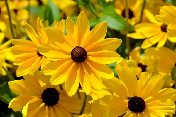 Κίτρινα Λουλούδια Μαργαρίτα Στον Κήπο — Φωτογραφία Αρχείου