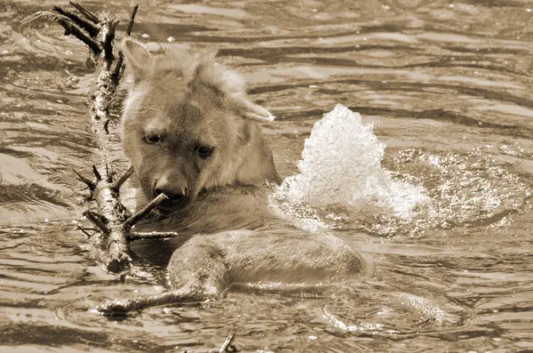 動物園の野生動物は — ストック写真