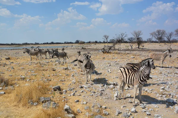 Zebras Sind Mehrere Arten Afrikanischer Equiden Pferdefamilie Die Durch Ihre — Stockfoto