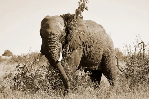 Elephant Wildlife Safari Στο Εθνικό Πάρκο Kruger Τον Κύριο Ταξιδιωτικό — Φωτογραφία Αρχείου