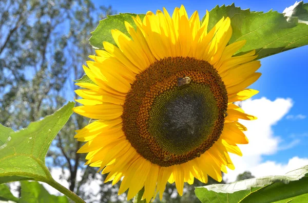 Соняшник Щорічна Рослина Яка Росте Америці Він Має Велику Інфлоресценцію — стокове фото