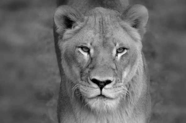 Aslan Panthera Cinsindeki Dört Büyük Kediden Biridir Felidae Familyasının Bir — Stok fotoğraf