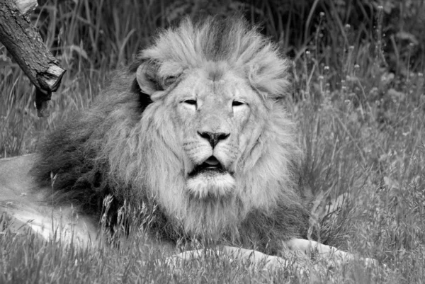 Lion King Lying Grass — Stock Photo, Image