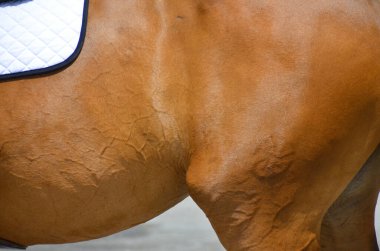 BROMONT-CANADA JULY 29: Unknown rider on a horse during 2011, INTERNATIONAL BROMONT on July 29, 2011 At the Equestrian 1976 Montreal Olympic Park.