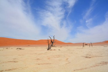 Deadvlei, Namibya 'daki Namib-Naukluft Parkı' nın içindeki Sossusvlei 'nin daha ünlü tuz tepsisi yakınlarında bulunan bir tavadır. Ayrıca Deadvlei ya da Dead Vlei olarak da bilinir, adı 