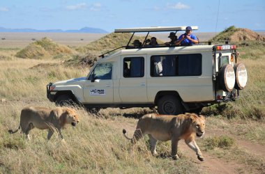NGORONGORO TANZANIA - 22 Ekim 2010 'da Ngorongoro Krateri Tamzanya' da safarinin sıradan bir gününde aslana benzeyen bir arabada bazı turistlerin fotoğrafı 