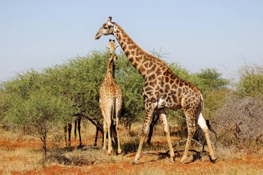 Zürafalar Kruger parkı Güney Afrika