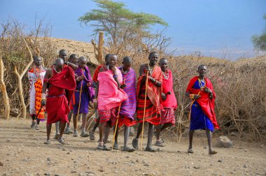 AMBOSELI, KENYA - 13 OCT: Masai kabilesinden tanımlanamayan Afrikalı insanlar Kenya 'nın Masai Mara kentinde 13 Ekim 2011' de geleneksel bir atlama dansı yapmaya hazırlanıyorlar. Onlar göçebe ve küçük köylerde yaşıyorlar..