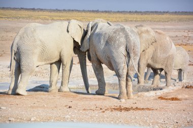 Beyaz çamurla kaplı bir filin görüntüsü (Etosha Ulusal Parkı) Namibya Afrika. Etosha fillerinin sayısı 2500 civarında ve bu sayı 50 'ye kadar çıkıyor. 