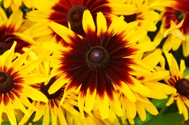 Rudbeckia, ayçiçeği familyasından bir bitki cinsidir. Bu tür genellikle koni çiçekleri ve siyah gözlü susanlar olarak adlandırılır; hepsi Kuzey Amerika 'ya özgüdür ve birçok tür bahçelerde yetiştirilir.. 