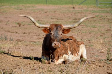 Teksas Longhorn, öküz ve istisnai inekler için bahşiş olarak 7 feet (2.1 m) uzunluğuna kadar uzanan, karakteristik boynuzlarıyla bilinen bir sığır cinsidir..