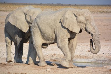 Beyaz çamura bulanmış bir fil görüntüsü (Etosha Ulusal Parkı) Namibya Afrika 