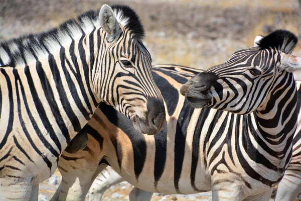 Zebras São Várias Espécies Equídeos Africanos Família Cavalos Unidos Por — Fotografia de Stock