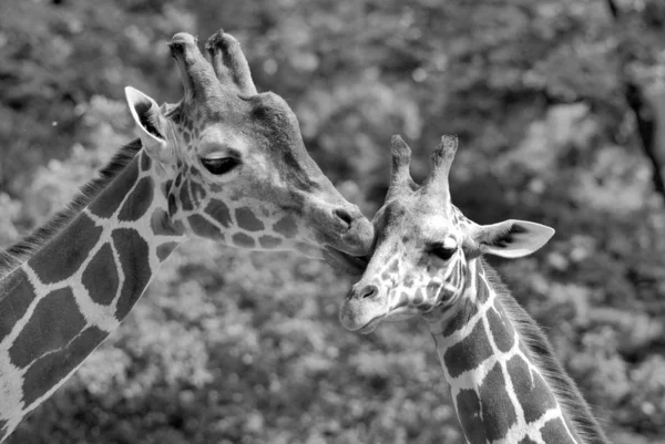Jirafa Giraffa Camelopardalis Mamífero Ungulado Dedos Uniformes Africano Más Alta —  Fotos de Stock