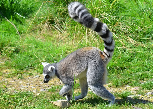 Yeşil Çimenlerdeki Lemur Hayvanı Bitki Örtüsü Hayvan — Stok fotoğraf