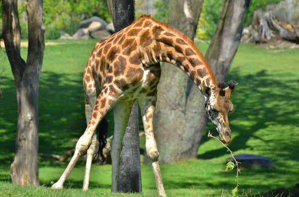 Żyrafa Giraffa Camelopardalis Jest Afrykańskim Ssakiem Kopytnym Równymi Palcami Najwyższym — Zdjęcie stockowe