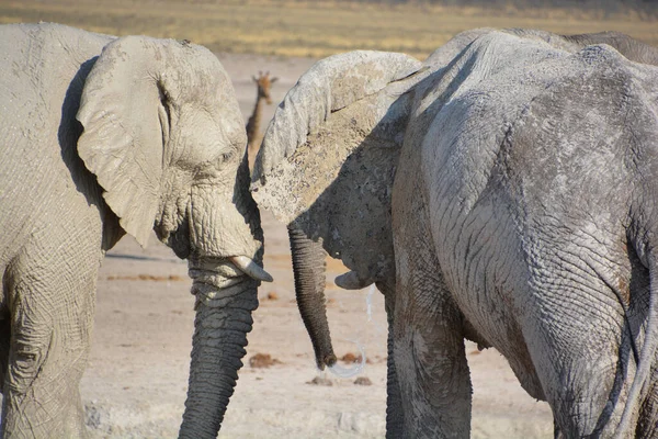 看到一头被白泥覆盖的大象 埃托沙国家公园 伊豆沙象大约有2500头 主要集中在多达50头的繁殖牛群中 — 图库照片