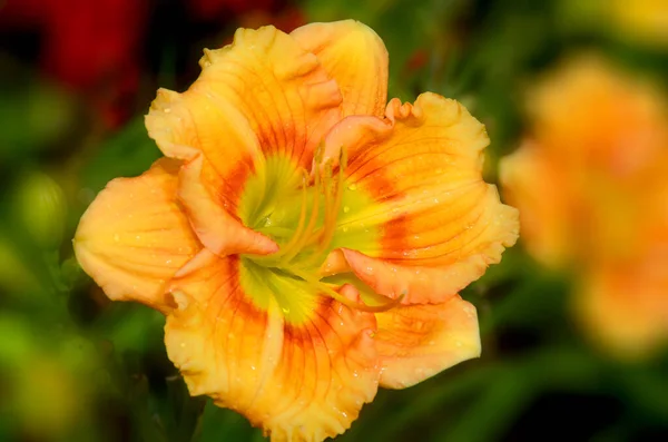 Lilium Membros Dos Quais São Verdadeiros Lírios Gênero Plantas Com — Fotografia de Stock