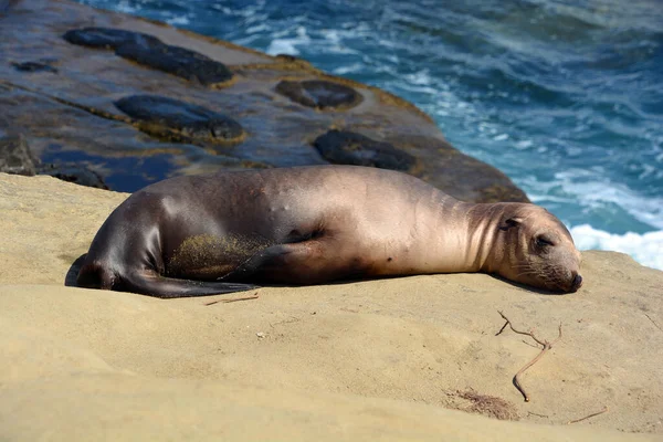 Seal Puppy Beach Jolla — Stock Photo, Image