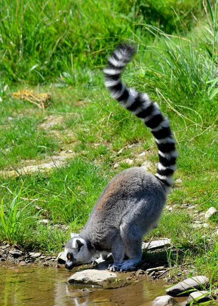 Кільцехвостий Лимон Lemur Catta Великим Приматом Стрепсиррін Найбільш Визнаним Лимоном — стокове фото
