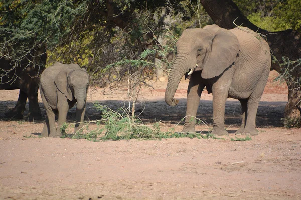 Elefanții Din Deșert Sunt Specie Distinctă Elefanți Dar Sunt Elefanți — Fotografie, imagine de stoc