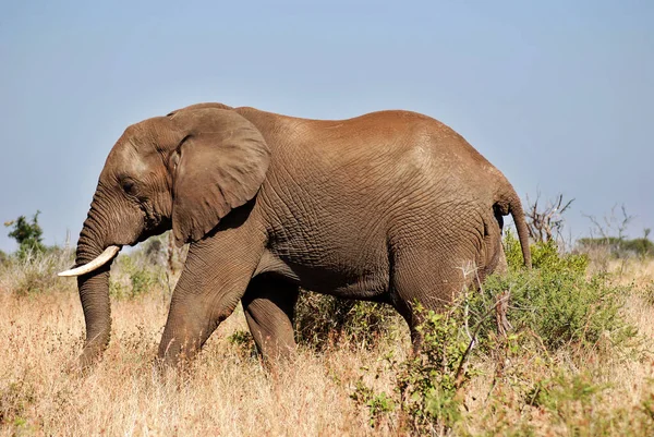 Parco Nazionale Elefante Kruger Sud Africa — Foto Stock